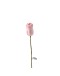 AVEVA DESIGN - ENDLESS FLOWER Tulip Pink