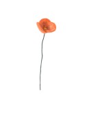 AVEVA DESIGN - ENDLESS FLOWER Poppy Orange