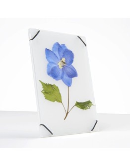 STUDIO CARMELA BOGMAN - Flowerframe SMALL - Transparant white