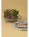STUDIO HARM & ELKE - Sprouting planter | Green