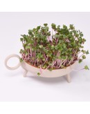 STUDIO HARM & ELKE - Sprouting planter | Beige