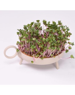 STUDIO HARM & ELKE - Sprouting planter | Beige