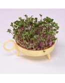 STUDIO HARM & ELKE - Sprouting planter | Yellow