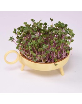 STUDIO HARM & ELKE - Sprouting planter | Yellow