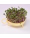 STUDIO HARM & ELKE - Sprouting planter | Yellow