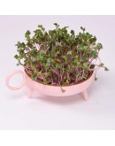 STUDIO HARM & ELKE - Sprouting planter | Pink
