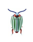 STUDIO ROOF - Rainbow Leaf Beetle