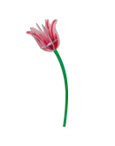 STUDIO ROOF - Pink Tulip