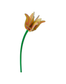 STUDIO ROOF - Yellow Tulip